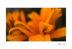 Mittagsgold - Blütenblätter in Tiefenschärfe (©steffenhopf)