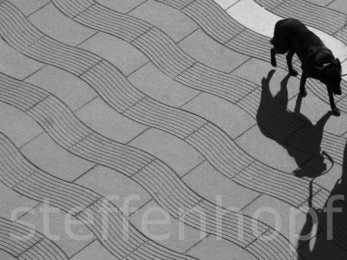 Schattenhund - Schwarzweiß Serie - steffenhopf.de